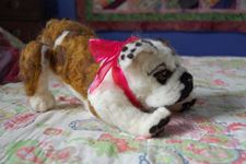 Gracie Play Bow